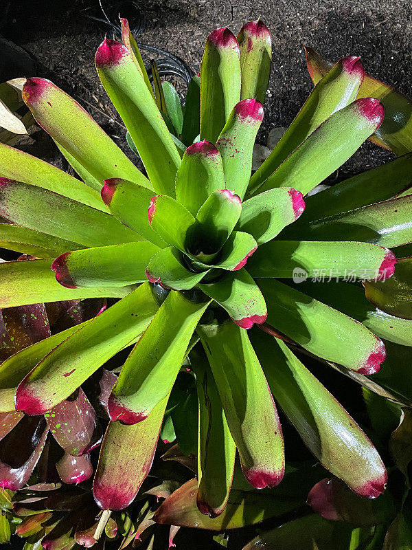 特写图片:Neoregelia spectabilis(指甲植物)，凤梨属植物，红色的顶端，光滑的带状叶子，异国情调的室内植物在土壤中，高架视图